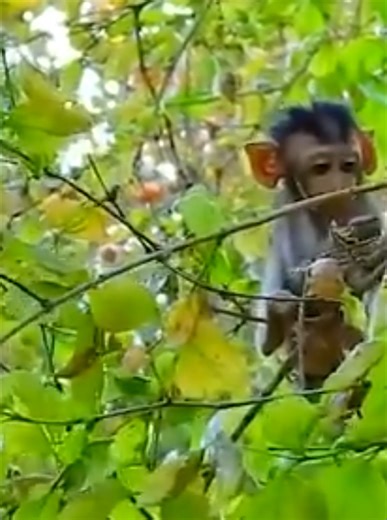 35K views · 886 reactions | The mother monkey made her baby monkey fall from a tall tree, it was so dangerous | Monkey Video | Facebook