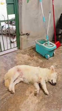 son situaciones q pasan #imprevistos 🙏🥺🐶🐈‍⬛