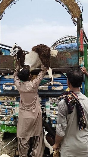 Loading Goats into a Truck for the Livestock Market 🐐🚚#goat#desert
