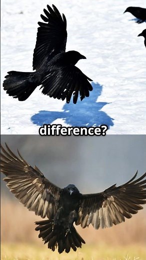 Crows vs Ravens! What's the Difference? #crow #raven