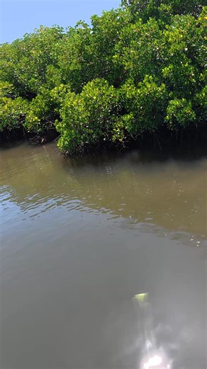 The FLEXI FROG is a taunting topwater legend 🐸 Watch how this Jack can't resist a strike! 🪝 Weedless for less snags 💥 Enticing topwater action ⚡️ The Skip master 💪 Tough floating TPE material Hop onto a monster today! | Chasebaits Australia