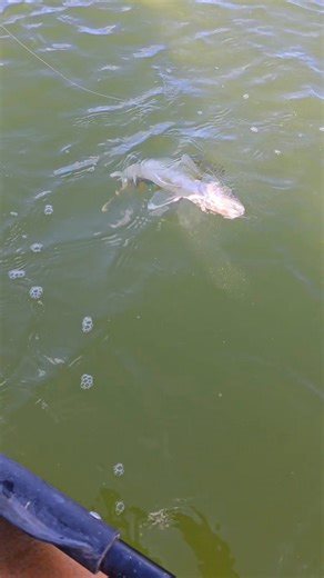 Accidentally snagged him Walleye | Fish Head Assassin