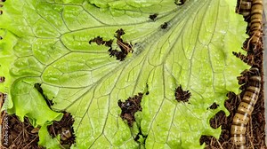 Zophobas Morio Eats Salad Leaf in Time Lapse. Live Food Insects Eat Plant Food. Zoophobas is Darkling Beetle Larvae