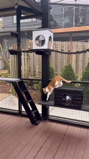 More than a screen porch. This is what a catio looks like. 😺 #catio #cats #catenclosures