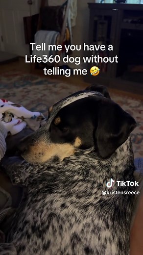Understanding Life360 for Pet Owners