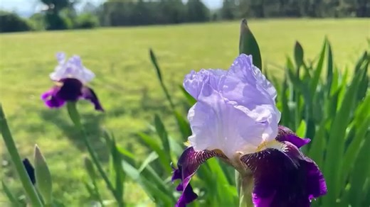 5.8K views · 333 reactions | A walk among the flowers on a beautiful spring day in my yard. SHARE THIS with your friends to give them a little dose of SPRING  #flowers #naturelover #sweethomealabama #Alabama #dannastandridge #naturewalk #Godisgood #HappinessIsHomemade | Danna Standridge | Facebook