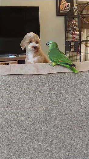 They play in a weird way... #amazonparrots #bluefrontedamazon #cute #birds #parrot