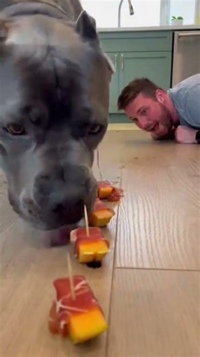 Cane Corso vs 10 Mini Waffles! 🧇😂