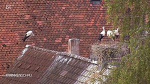 Uehlfeld bezeichnet sich selbst als das größte Storchendorf Bayerns. Und mit 100 Störchen bei 3.000 Einwohnern ist es eine stattliche Anzahl. Ein glückliches Dorf, wenn man dem Volksmund glaubt und der Storch die Babys bringt, oder? ;-). |hs | BR Franken - Bayerischer Rundfunk