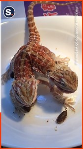 Ever seen a two-headed dragon? | storyful