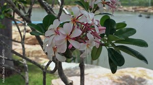 Plumeria (Plumeria) is a genus of tropical trees of the Kutrovye family. According to The Plant List website, the genus includes 10 non-hybrid species. Stock Video