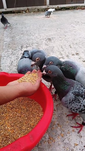 12K views · 237 reactions | Racing pigeons feeding on hand #racingpigeons #racingbirds #pigeonbaby #pigeonsloft | Family Farming | Facebook
