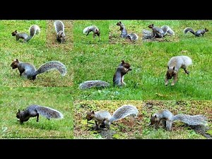 Squirrel Nut Burying Frenzy