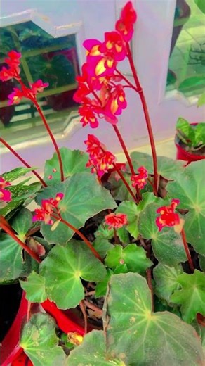 Unique flower plants perennial flower plant #gardening #garden