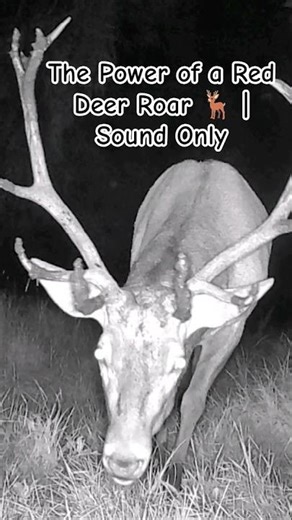 The Power of a Red Deer Roar 🦌 | Sound Only | Real Forest #nature #shorts