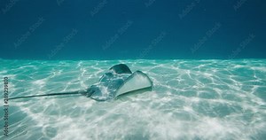 Amazing stingray swimming gracefully underwater, stingray gliding over a sandy ocean floor, stingray adventure