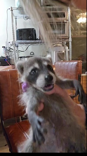 278K views · 9.4K reactions | Baby raccoon Independence ♥️ #monday #funnyreels #raccoon #babyanimals #cute #viral #viralreels | Little Bit Wildlife Rescue | Facebook