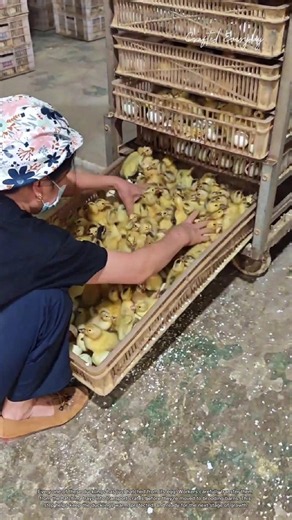 How Thousands of Ducklings Are Moved After Hatching #rurallife #livestocklife #farm