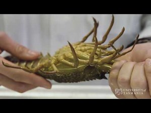 How can we get faster growing lobsters? | University of Tasmania