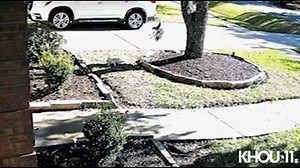 Video: Red-tailed hawk tries to snatch little dog from Missouri City yard