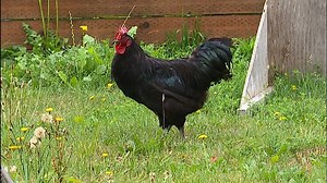 Rooster complaints prompt potential farm noise zone extension