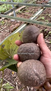 Khoai dái - món ăn bài thuốc từ thiên nhiên #khoaidai #khoaitroi #Dioscorea_bulbifera | Tiến sĩ Phương thảo dược
