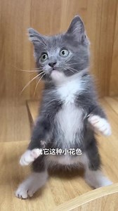 有个性的蓝白宝宝#英短蓝白 #蓝白 #萌到爆炸了💥 #蓝白猫 #蓝白猫咪