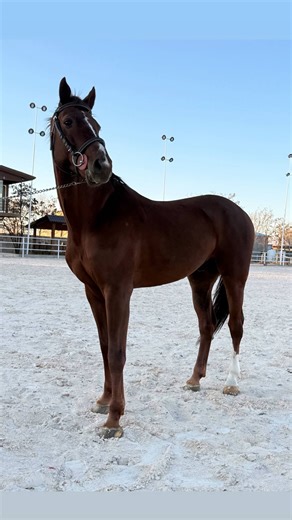 ‎A.ONE HYPER HORSE / بزرگ‌ترین مرکز اسب های ورزشی‎ on Instagram‎: "« Courteous Stallion🤎 » Blood lines : Carthago / Darco 2014 ‘ 125 class , height 170 Cm سیلمی وارداتی کورتئوس متولد ۲۰۱۴ « ۱۱ ساله » ریزالت ۱۲۵ اروپا دست پا سالم خط خونی بسیار قدرتمند اطلاعات بیشتر از این سیلمی زیبا : 09129636744 علیرضا ابوالصدق ☎️"‎