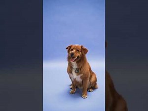 Cats and dogs mating