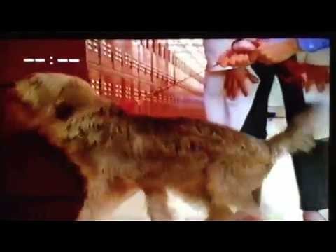 Kermit's Swamp Years Ask Some Friends & Let The Frogs Go