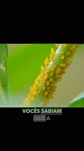 Você sabia que a água oxigenada volume 10 é um poderoso defensivo natural, que ajuda na prevenção de fungos , pragas e também atua como inseticida?! Isso ocorre pois o peróxido de hidrogênio presente na água oxigenada provoca oxidação, ou seja, ele destrói (queima) quando em contato com pragas e fungos. Para mais dicas como essa aproveita e já segue a @gmrosadodeserto E claro, compartilha esse vídeo para ajudar seu amigo ou amiga que ama plantas e tem dificuldade em combater essas pragas. Valeu 