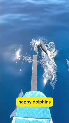 Cute & Happy Dolphin Videos Part 1 | Playful Dolphins Splashing Around 🐬💙 #shorts