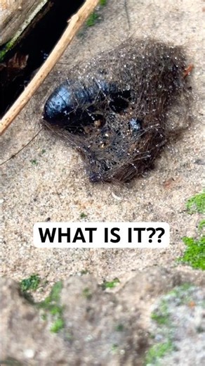 Is it a COCKROACH?? Let’s OPEN IT!