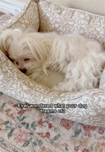 You’re in his dreams too 🥰 #maltese #dog #doglife #doglover #dogsodtiktok