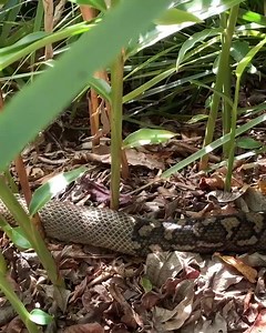 22 reactions | Another large carpet python has been spending time near the café recently. On Friday staff, volunteers and visitors got to witness it shedding its skin. The skin is now on display in the Discovery Centre. Come visit us over the school holidays and see it for yourself! | Mary Cairncross Scenic Reserve | Facebook