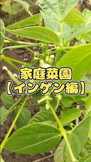 【インゲン】ツルなしインゲン編【家庭菜園】#インゲン #育て方 #栽培
