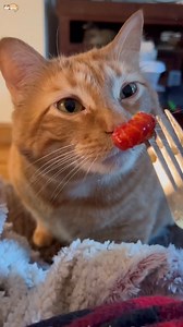 895K views · 5.4K reactions | Cats love high-protein foods like chicken, fish, turkey, and specially formulated cat food with essential nutrients like taurine. They enjoy treats like tuna, cooked eggs, or small amounts of cheese. However, cats should avoid chocolate, onions, garlic, grapes, raisins, and dairy products (many are lactose intolerant). Never feed them raw meat, bones, or human junk food, as these can harm their health. Always provide fresh water. | Paw Plaza | Facebook