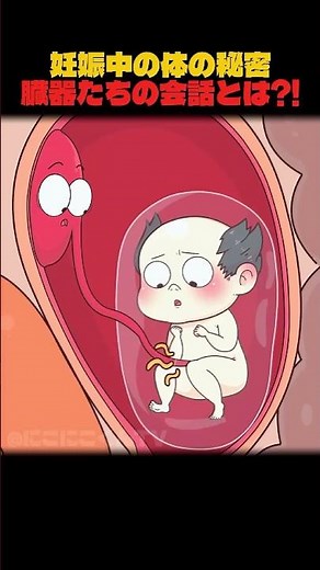 妊娠中の体の秘密臓器たちの会話とは!
