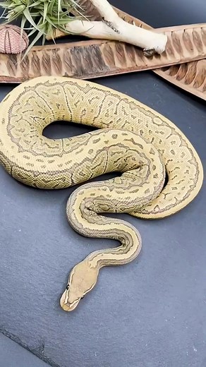 The biggest deadliest_and most amazing facts about Pythons #fblifestyle #fblifestyle | Daily Factors