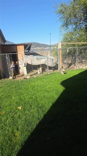 chickenfluffmomma (@chickenfluffmomma)’s videos with original sound - chickenfluffmomma