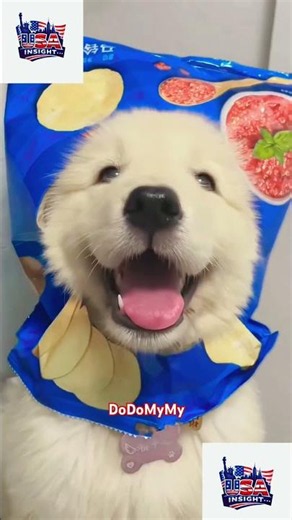 Cute Puppies Playing All Day! 🐶 | Funny Dog Video for Kids🐾