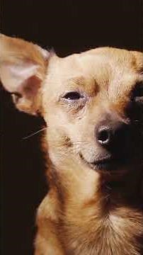 From Zoomies to Zzz: 12 Years