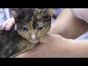 GRAPHIC CONTENT: Volunteers rescue cats in Siberian wildfires