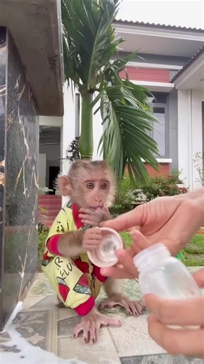 Baby monkey Susu so cute😍🍼😍#fyp #BiBifamily #monkeybibi #animals #animals