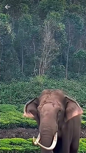 Gaint African elephants 🐘 sound