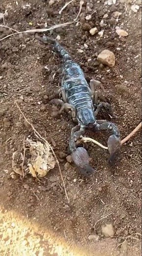 The giant forest scorpion is the world's largest scorpion species