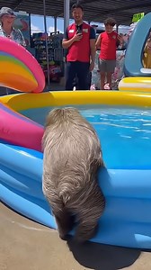 What’s clearer than this—shopping during the summer is supposed to be about leisurely browsing, not an all-out animal invasion! Yet here we are, as this sloth takes center stage in a backyard pool section of one of Baton Rouge’s favorite retail chains, turning the mundane into a spectacle that will be talked about for years to come. The vertical iPhone footage captures the chaos from every angle, showcasing how a simple shopping trip can morph into a scene of collective disbelief. It’s not just 