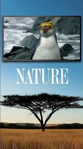 Nature | Penguins: Meet The Family | All 17 Species | Tonight at 10 PM on OETA