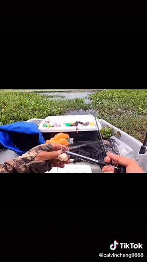 #skill #topwater #softfrog #longcasting #fishing #fishingtiktoks #fyp #foryou #foryoupage #caster #castermalaysia😂😂 #pancing #pancing_mania #mancing #mancingmania #kakipancing #joranmelengkung #gabus #haruan #toman