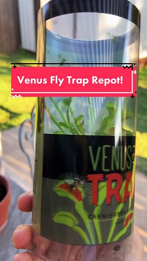 Affordable $5 Venus Fly Trap at Walmart